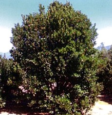 ARBUTUS