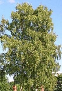 BETULA ALBA PENDULA