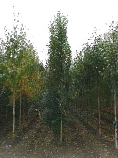 BETULA PENDULA FASTIGIATA