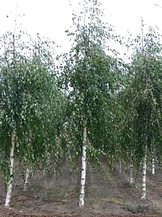 BETULA ALBA PENDULA YOUNGII