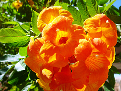 BIGNONIA (BIGNONIACEAE) CAMPSIS RADICANS