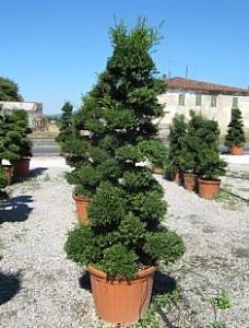 ILEX CRENATA KIMNE BONSAI