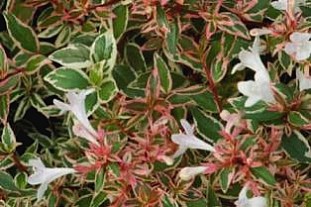 ABELIA GRANDIFLORA CONFETTI