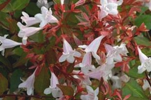 ABELIA (CAPRIFOLIACEAE) GRANDIFLORA