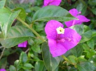 BOUNGAINVILLEA GLABRA SANDERIANA