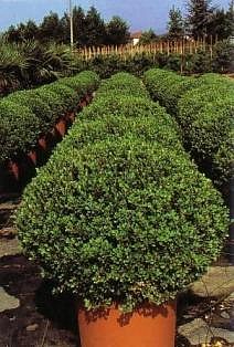 BUXUS MACROPHYLLA ROTUNDIFOLIA  Formato palla