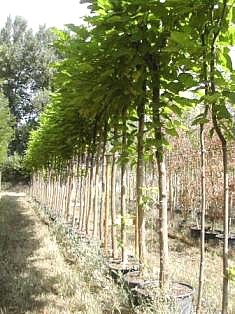 CATALPA BUNGEI AUREA