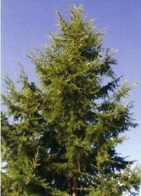 CEDRUS DEODARA 200-250 zolla