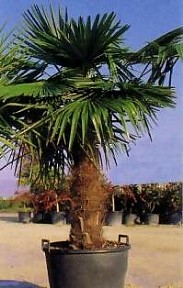 CHAMAEROPS (ARECACEAE) EXCELSA