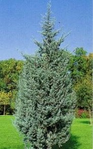 CUPRESSUS ARIZONICA FASTIGIATA