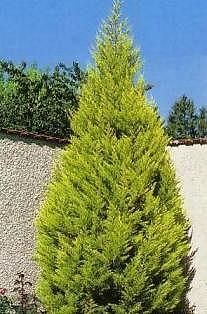 CUPRESSUS MACROCARPA GOLDEN CREST