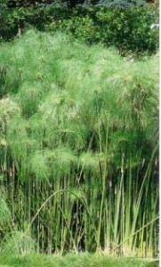 CYPERUS PAPYRUS