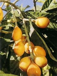 ERIOBOTRYA (ROSACEAE) JAPONICA