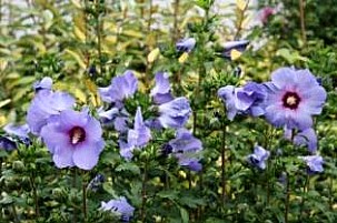 HIBISCUS (MALVACEAE) SYRIACUS "BLUE BIRD"