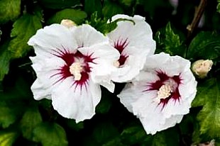 HIBISCUS (MALVACEAE) SYRIACUS "RED HEART"