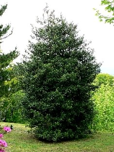 ILEX AQUIFOLIUM