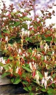 LONICERA (CAPRIFOLIACEAE ) CAPRIFOGLIO