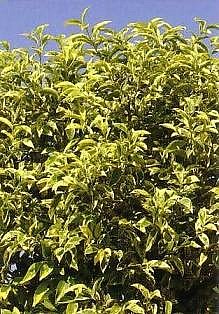 LIGUSTRUM, LIGUSTRO VARIEGATO