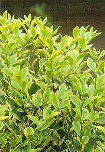 LIGUSTRUM, LIGUSTRO OVALIFOLIUM AUREUM