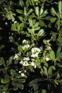 PITTOSPORUM PITTOSPORO TUBIRA