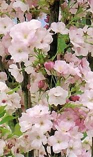 PRUNUS SERRULATA AMANOGAWA