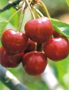 PRUNUS (ROSACEAE) AVIUM, CILIEGIO