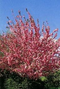 PRUNUS SERRULATA KANZAN