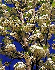 PYRUS, PERO, CALLERYANA CHANTICLEER