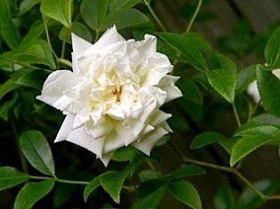 ROSE (ROSACEAE) BANKSIAE ALBA