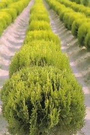 THUJA OCCIDENTALIS COMPACTA AUREA NANA