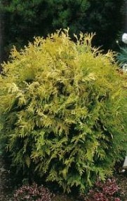 THUJA OCCIDENTALIS GOLDEN GLOBE