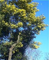 ACACIA (MIMOSACEAE) DEALBATA