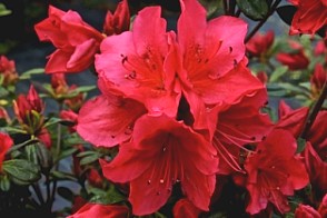 AZALEA (ERICACEAE) HINO-CRIMSON