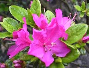 AZALEA (ERICACEAE) JAPONICA