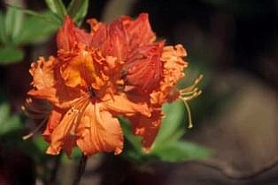 AZALEA (ERICACEAE) MOLLIS GOLDEN EAGLE