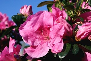 AZALEA (ERICACEAE) PURPLE SPLENDOUR