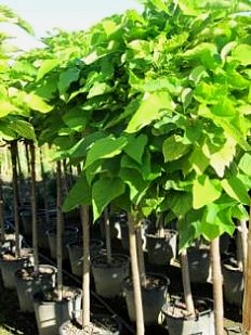 CATALPA BUNGEI AUREA