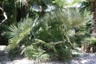 CHAMAEROPS (ARECACEAE) HUMILIS