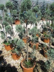 CUPRESSUS ARIZONICA FASTIGIATA