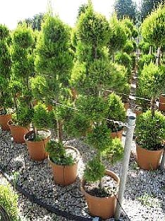 CUPRESSUS MACROCARPA GOLDEN CREST Pompons