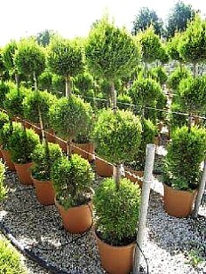 CUPRESSUS MACROCARPA GOLDEN CREST 3 Sfere