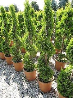 CUPRESSUS MACROCARPA  GOLDEN CREST  Spirale