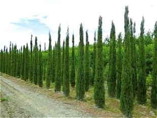 CUPRESSUS SEMPERVIRENS PYRAMIDALIS