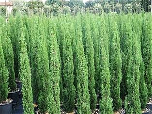 CUPRESSUS SEMPERVIRENS TOTEM