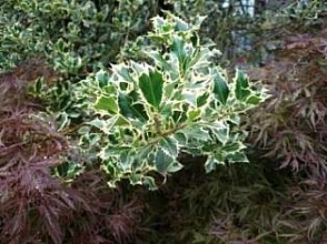 ILEX AQUIFOLIUM ARGENTEA MARGINATA