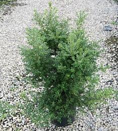 ILEX CRENATA