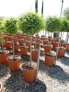 LIGUSTRUM, LIGUSTRO JONONANDRUM A SFERA