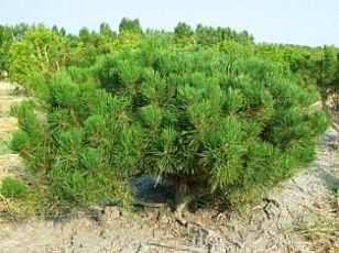 PINUS, PINO (PINACEAE) MUGO MUGHUS