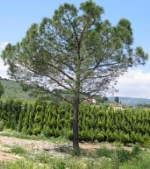 PINUS, PINO (PINACEAE) PINEA