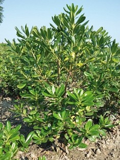 PITTOSPORUM PITTOSPORO (PITTOSPORACEAE) TUBIRA